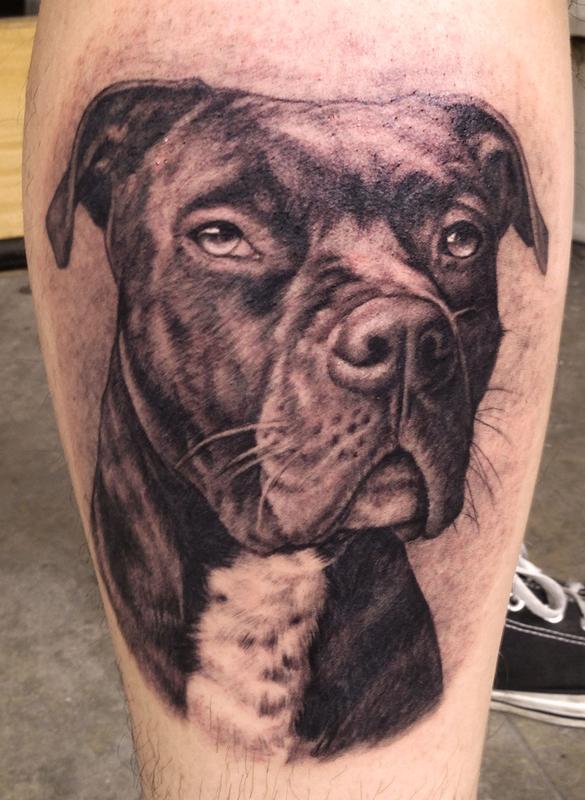 Pit bull portrait