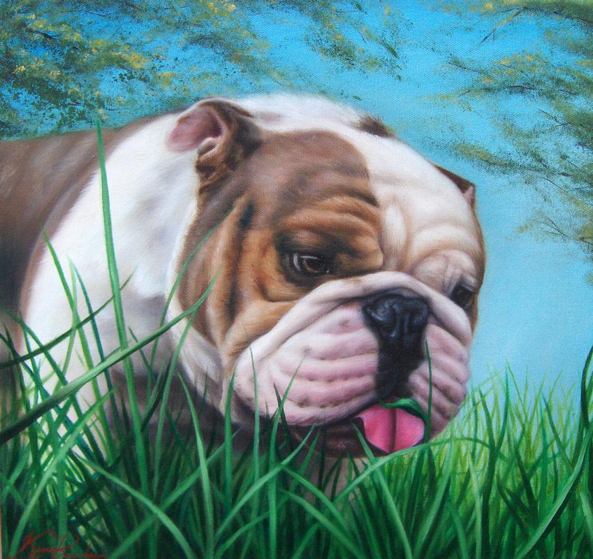 Bullodog