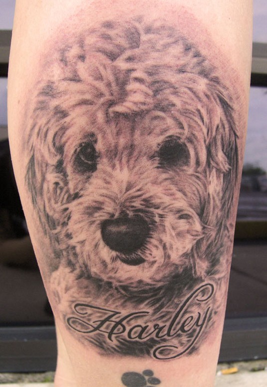 Dog Portrait