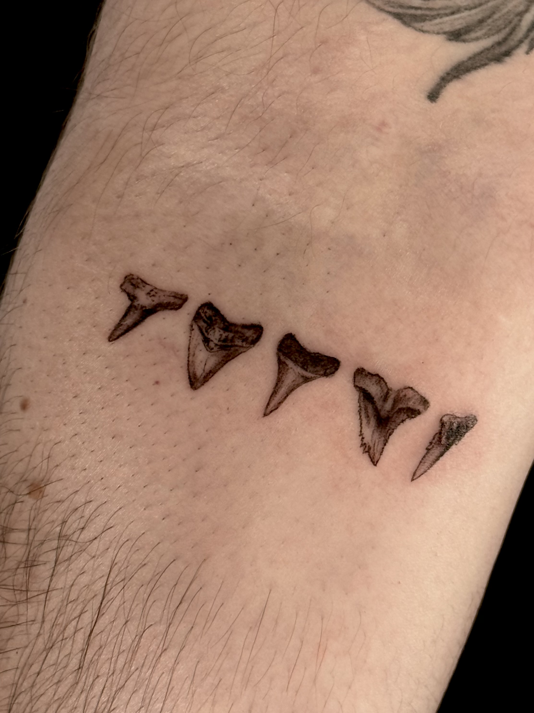 Micro Realism Shark Teeth