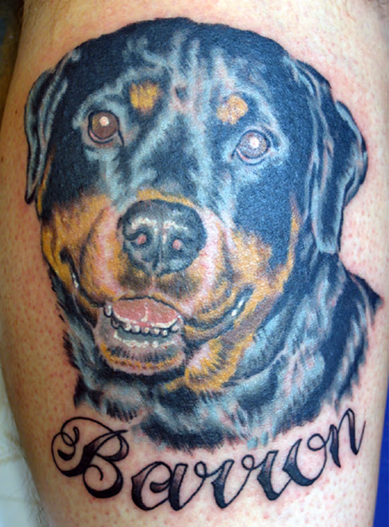 Dog Portrait