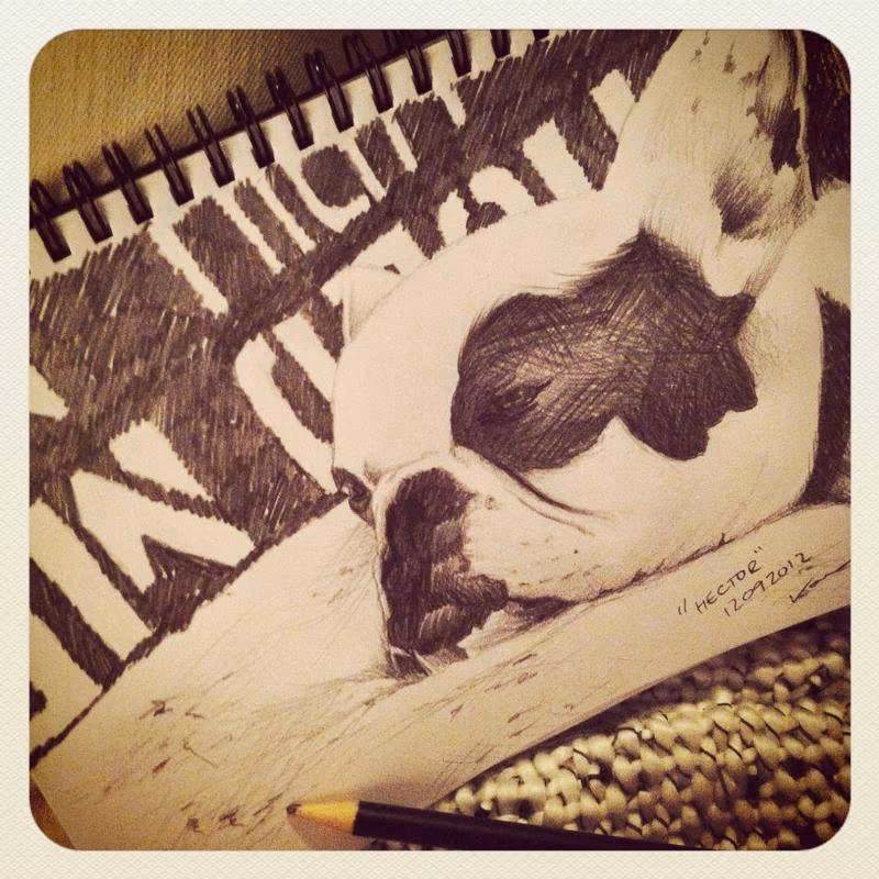 french bulldog sketch