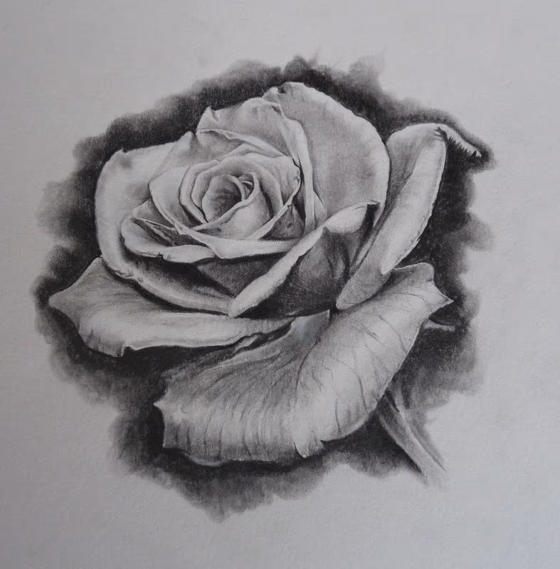Rose Study