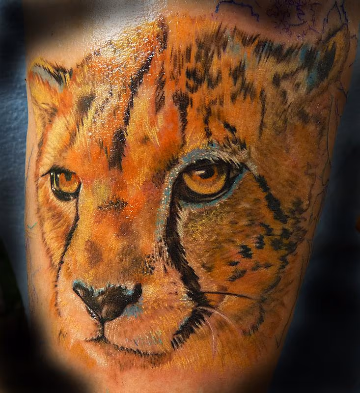 Cheetah Portrait